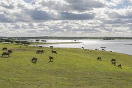 ALENTEJO - Estrela 