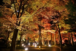 Road of autumn leaves 