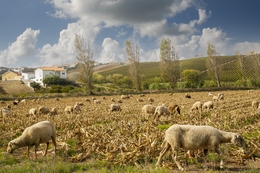 PASTORÍCIA DO OESTE 