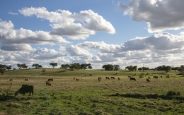 ALENTEJO 