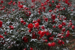 Winter roses 