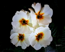 Flores Brancas. 