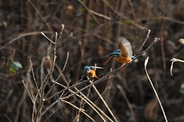 Kingfisher Territory Fight 