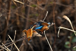 Kingfisher biting on the wings. 