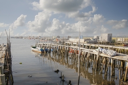 CARRASQUEIRA 