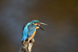 A kingfisher trying to spit out a pellet. 