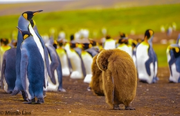 Os Pinguins Reis 