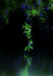 Wisteria flowers hanging in the water. 