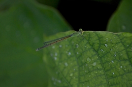 dragonfly after rain. 