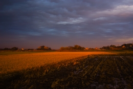 rice field in the evening 