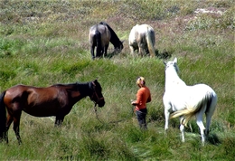 A Menina e os Cavalos. 