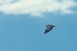 gray heron flies in the sky 