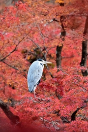 Autumn leaves and a blue heron. 