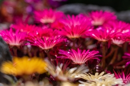 Vivid pink cheerful flower 
