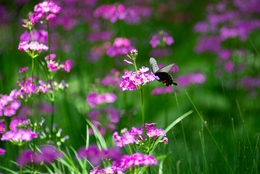 Japanese primrose and butterfly 