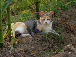 O gato 