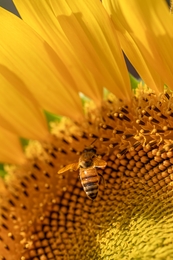 sunflower and bees  