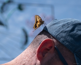 The butterfly landed on your head... 