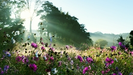 Cosmos and morning ray 