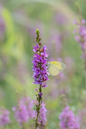 Eastern Pale Clouded Yellow 