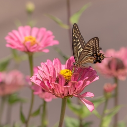 butterfly and zinnia 