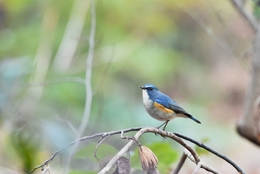 Happy blue bird. 