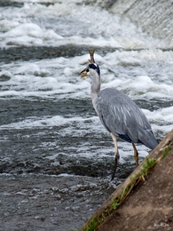 A garça e o Peixe 