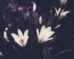 Flower in my darkness 
