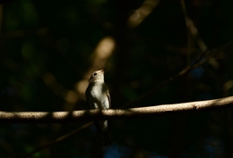 Muscicapa latirostris 