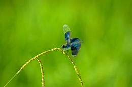 Rhyothemis fuliginosa 