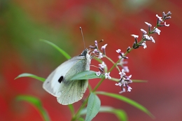 Pieris brassicae 