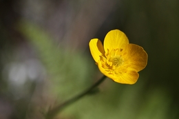 Ranunculus ollissiponensis 