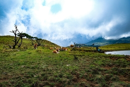 Pico - Açores 