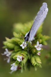 Celastrina argiolus 