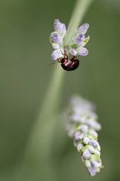 Chrysomela americana 