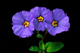 The Three Graces (Solanum rantonnetii) 