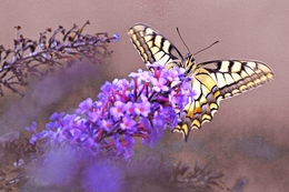 Papilio machaon 