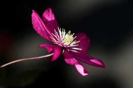 Clematis 