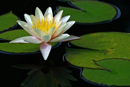 White Water Lily 