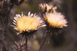 Wildflowers 