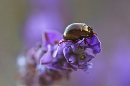 Small black beetle 