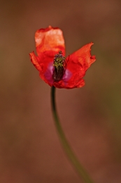 The Poppy 