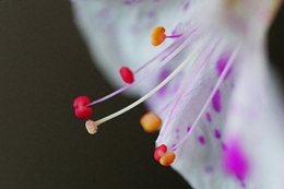 Mirabilis jalapa 