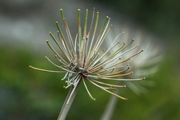 Agapanthus africanus 