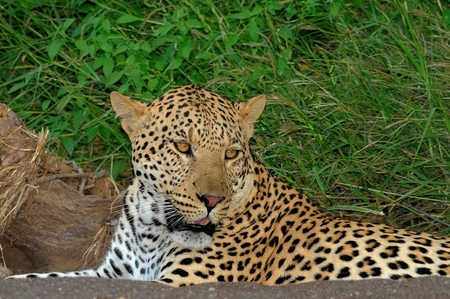 Leopardo 