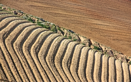 Agricultura/ Arte Rural 
