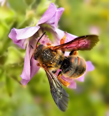 Red_Bee by Maria Clara Eusebio Rodrigues - PODIUMFOTO