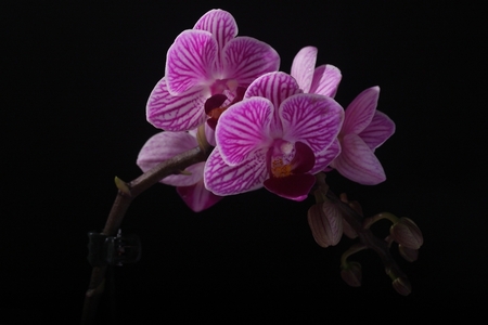 Orquídea  